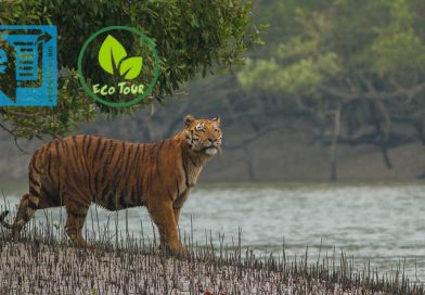 eco-tourism, সুন্দরবন, রয়েল বেঙ্গল টাইগার, বাঘ