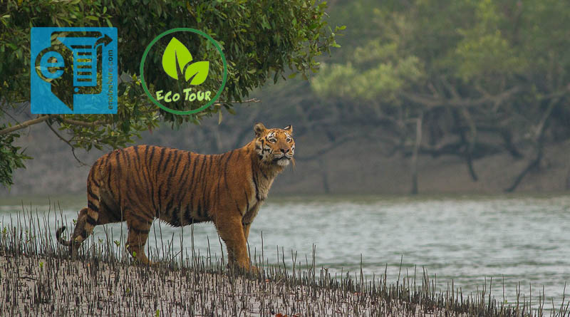 eco-tourism, সুন্দরবন, রয়েল বেঙ্গল টাইগার, বাঘ